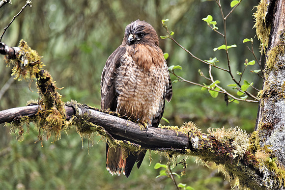 Red-tailed Hawk