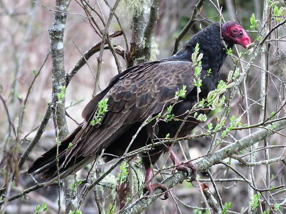 Turkey Vulture 132