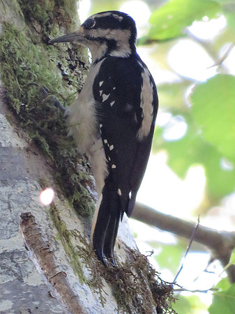 Downy Woodpecker