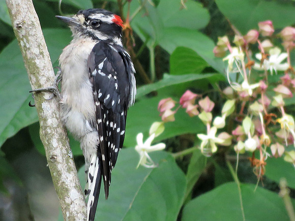 Downy Woodpecker 5