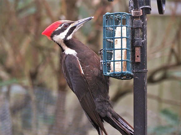 3-2-21S 115 Pileated Woodpecker