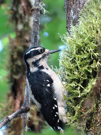 Downy Woodpecker 2