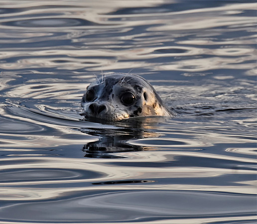 Harbor Seal