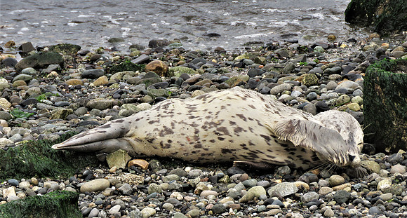 Harbor Seal Pup