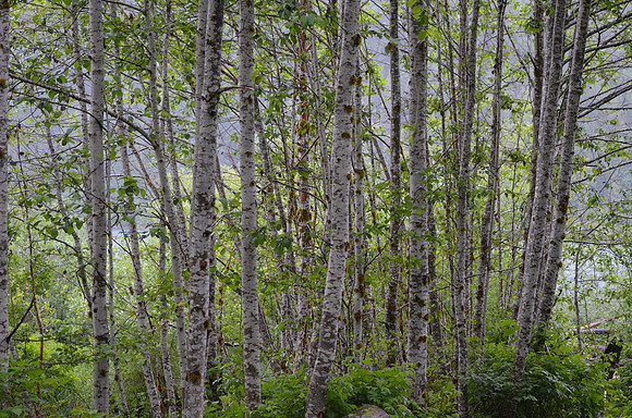 Alders