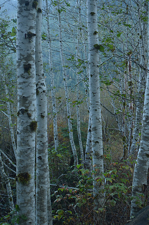 Alder Forest