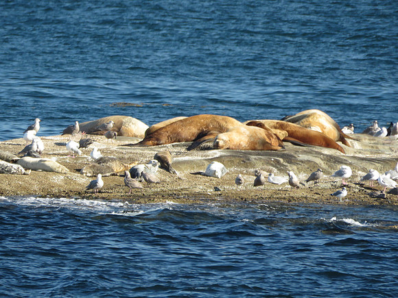 Stellar Sea Lions (2)