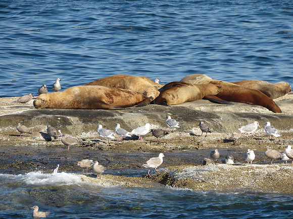 Stellar Sea Lions (1)