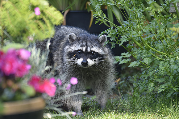 Raccoon