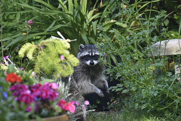 Raccoon G2