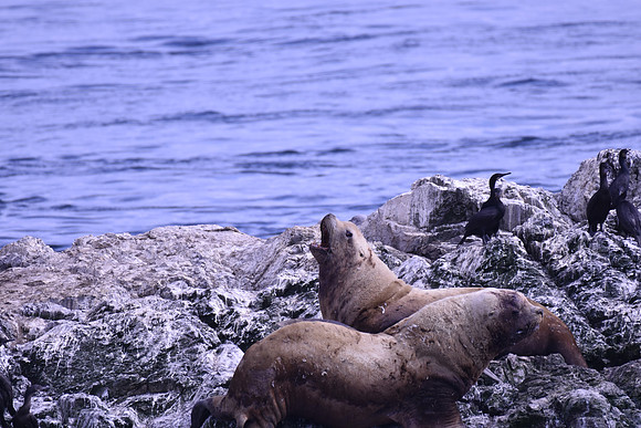Steller Sea Lion (2)