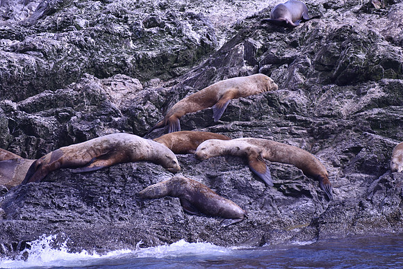 Steller Sea Lions