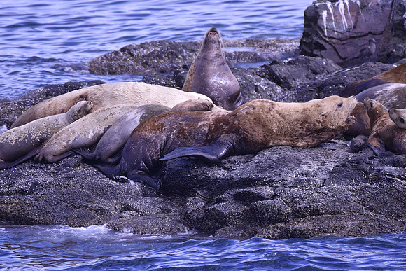 Steller Sea Lion