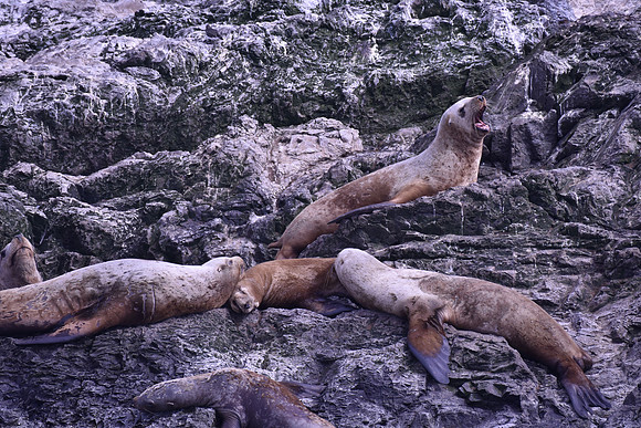 Steller Sea Lion 6