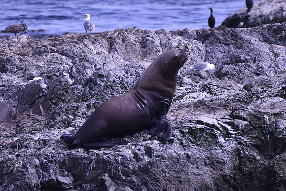 Sea Lion