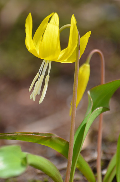 Glacier Lily 2001