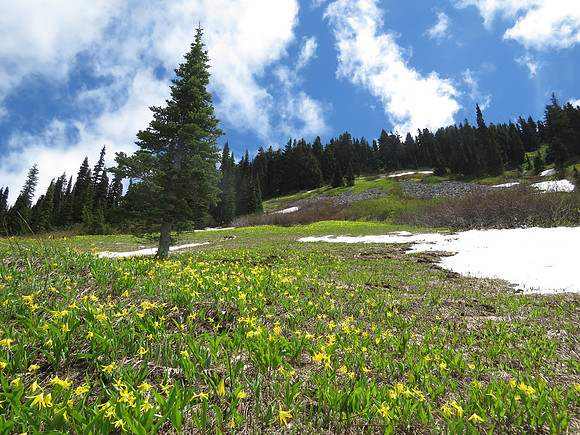 Glacier lilies