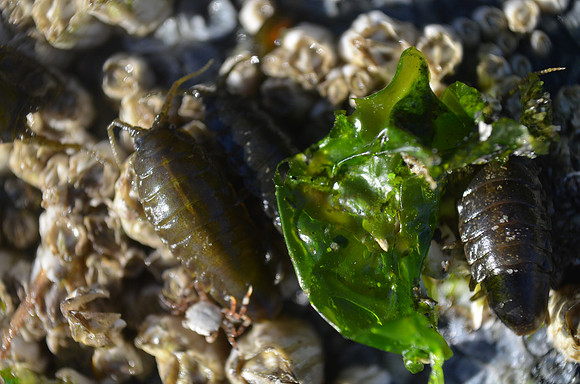 Kelp Isopods