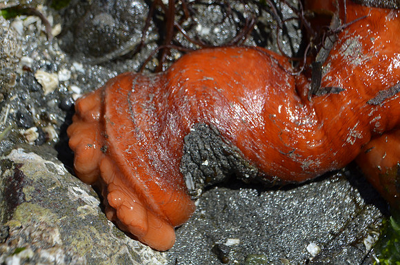 Short Plumose Anemone
