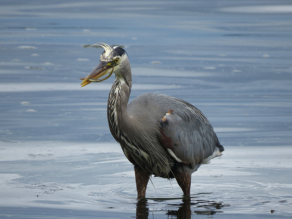 6-14-18 Great blue Heron with gunnel - Copy