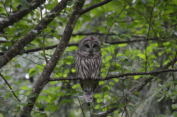 Barred owl 110