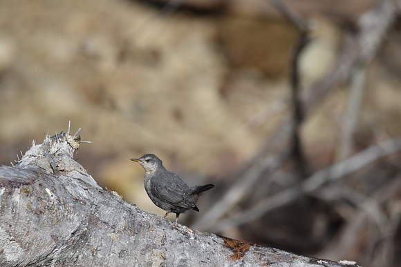 American ouzel