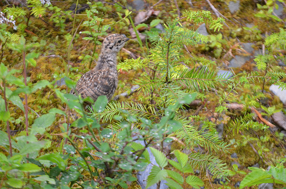 Baby Ruffed grouse 069