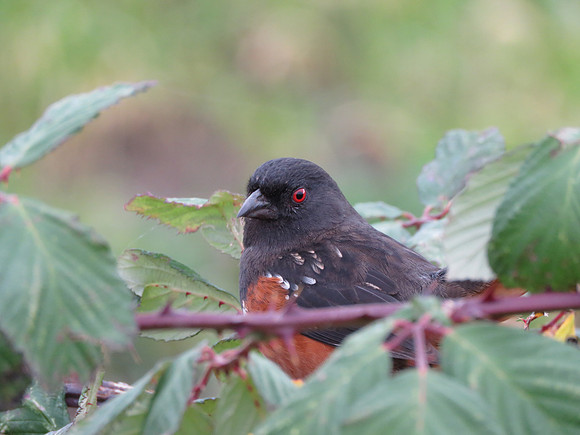 Spotted Towhee