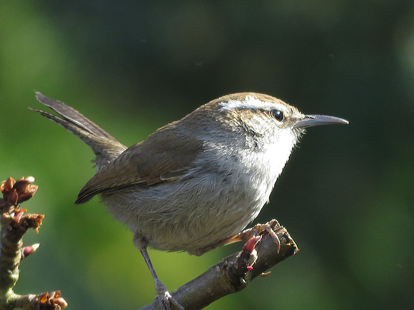Bewick's Wren