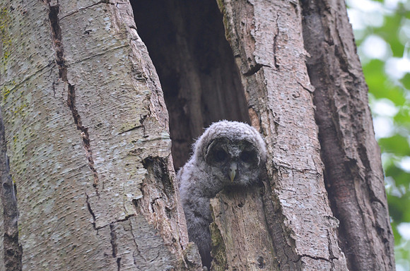 Barred owlet 083