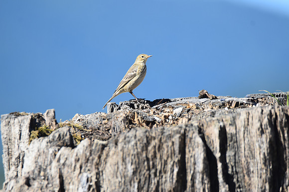 American Pipit