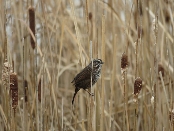 Chipping Sparrow 0