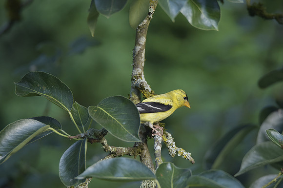 Goldfinch