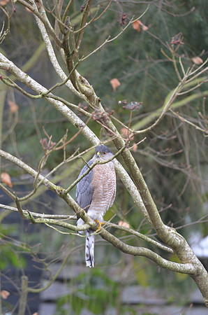 Coopers Hawk