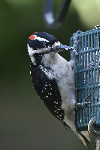 Hairy Woodpecker