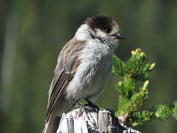 Juvenile Gray jay 071