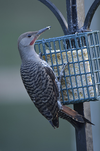 Northern Flicker