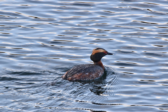Horned Grebe