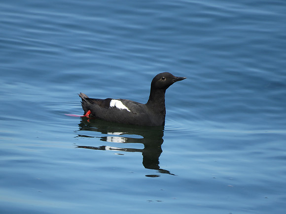 Pigeon Guillemot