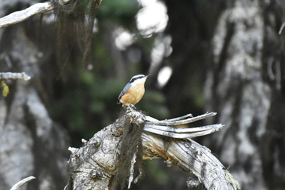 Red-breasted Nuthatch