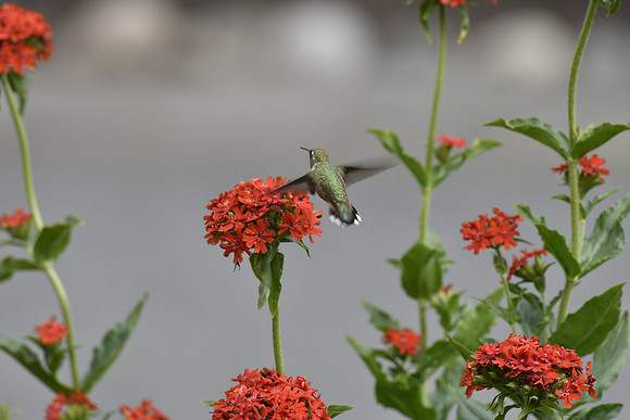 Rufous Hummingbird