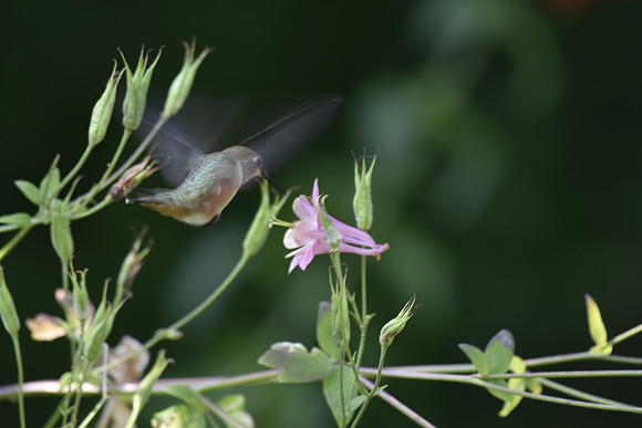 RufousHummingbird 6