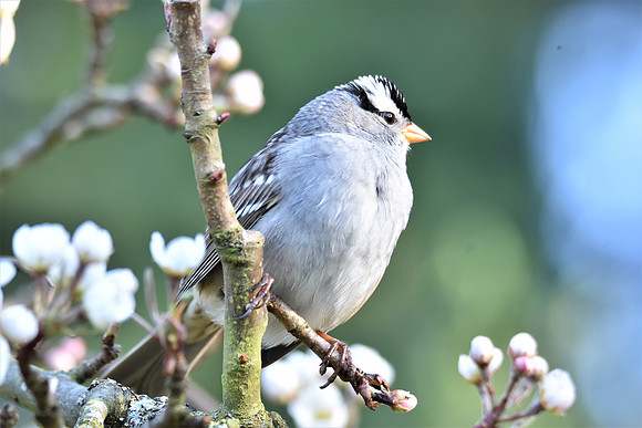 White-crowned Sparrow