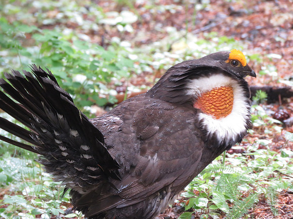 Sooty Grouse