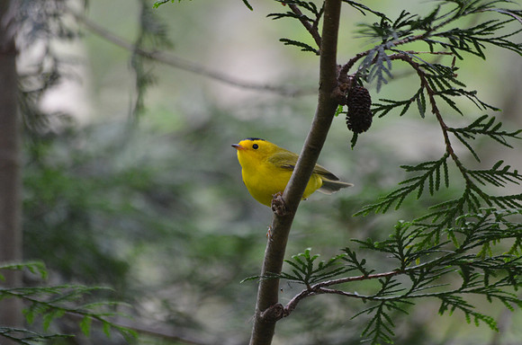 Wilson's Warbler