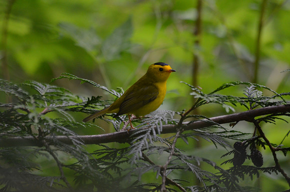 Wilson's Warbler  54