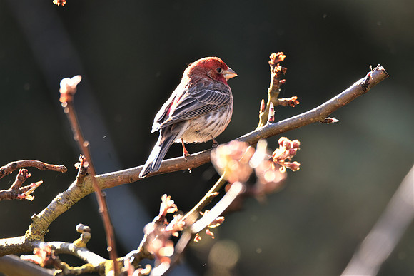 House Finch