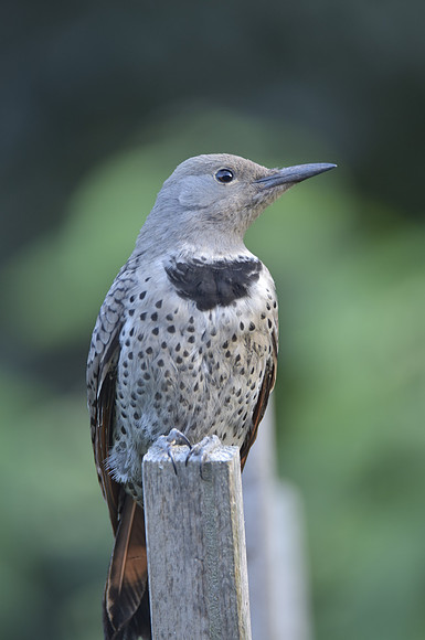 Northern flicker 5