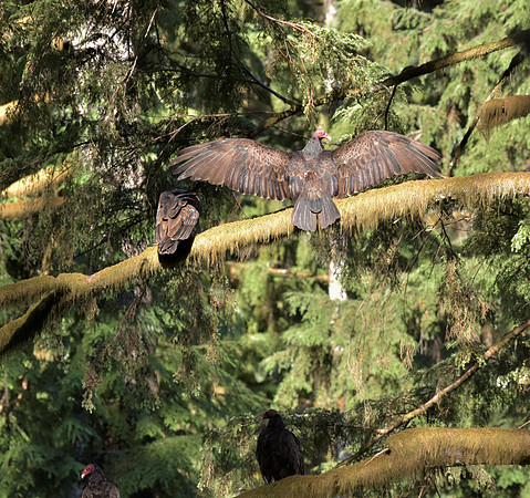 Turkey Vulture 2 (2)