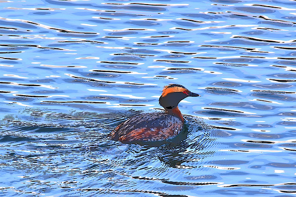 Horned Grebe Photo Sketch